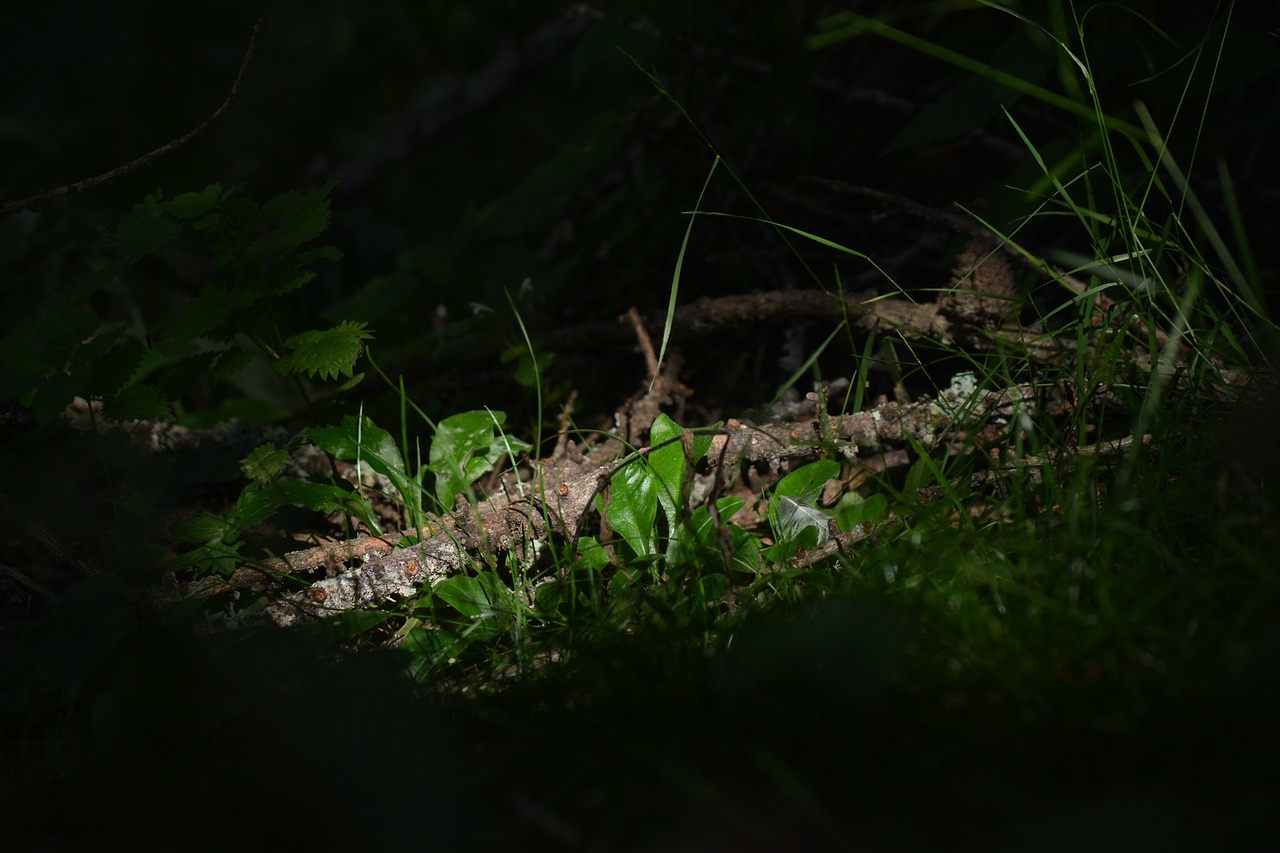 forest nature wood free photo