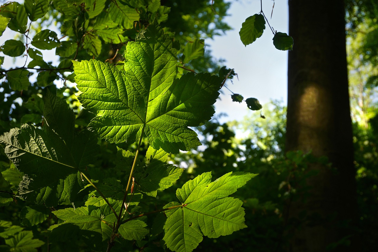 forest leaves light free photo