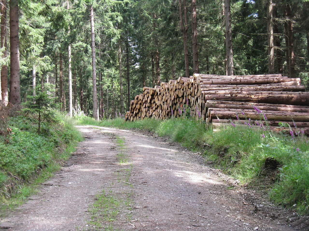 forest trunks road free photo