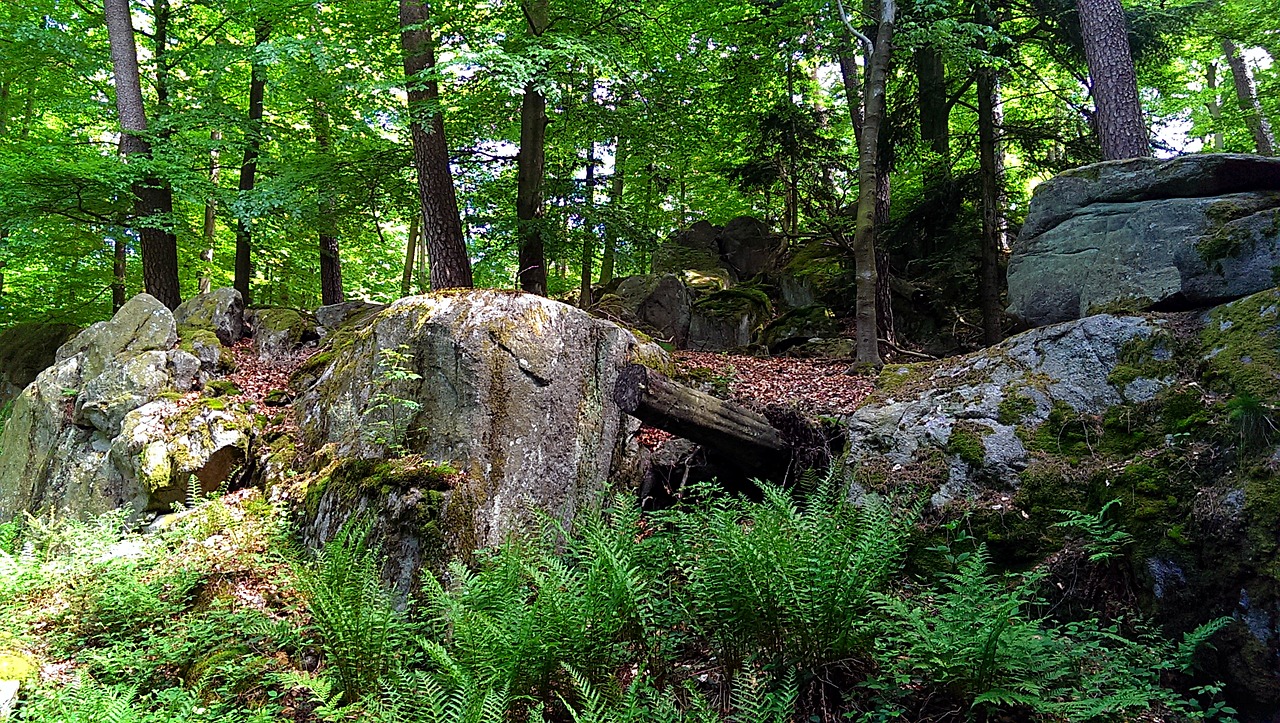 forest stone rock free photo