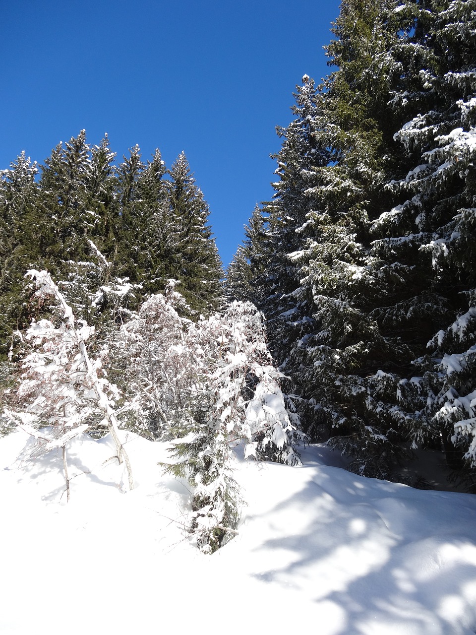 forest sun trees free photo