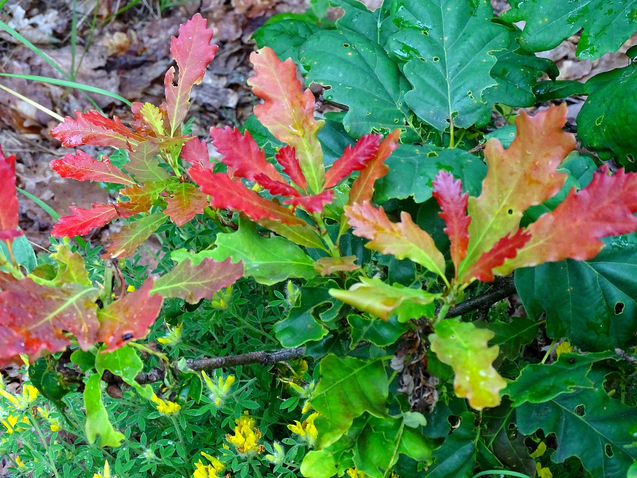 forest oak colors free photo