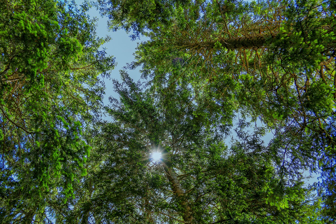 forest sunbeam landscape free photo