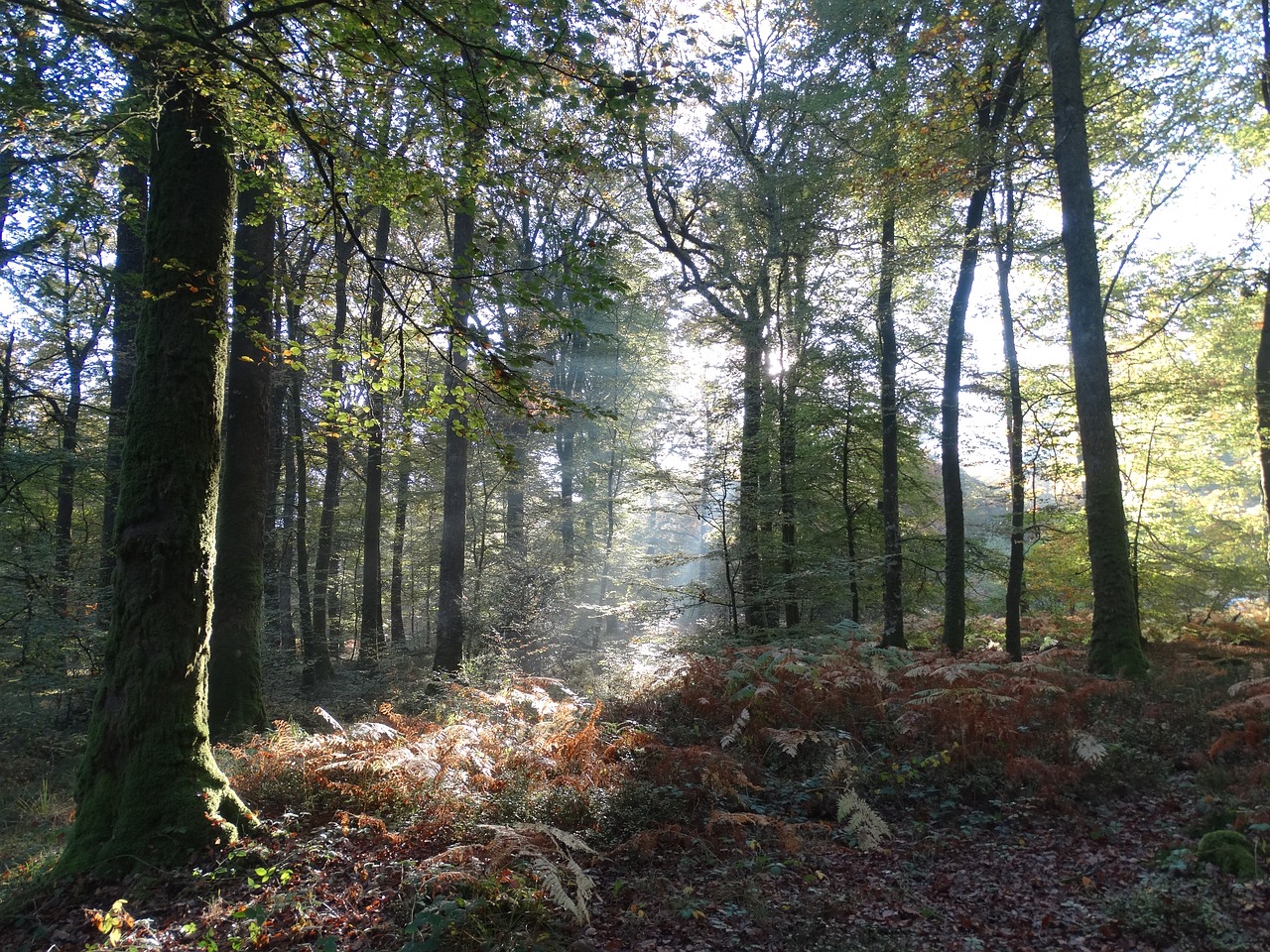 forest france normandy free photo