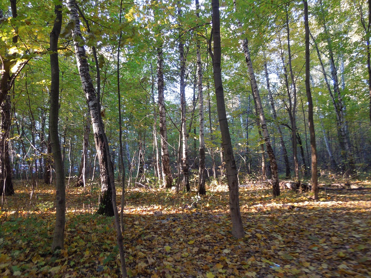 forest autumn nature free photo