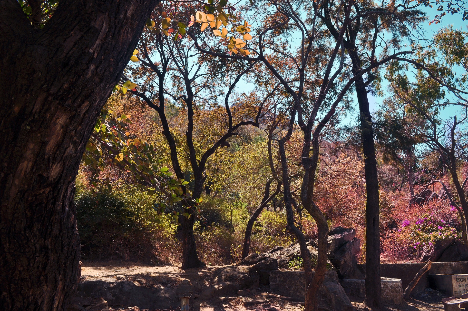 forest fall autumn free photo