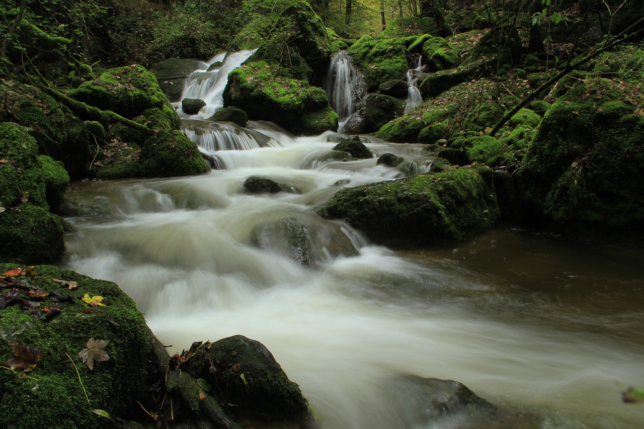 forest bach water free photo