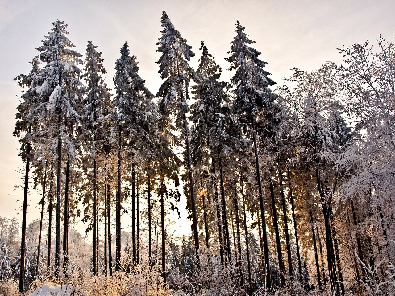 forest winter snow free photo