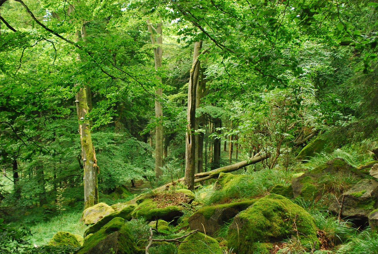 forest stones moss free photo