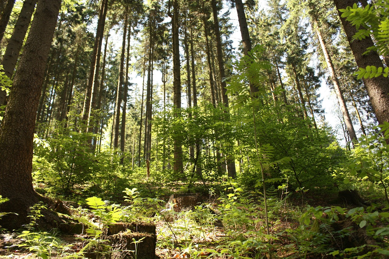 forest trees green free photo