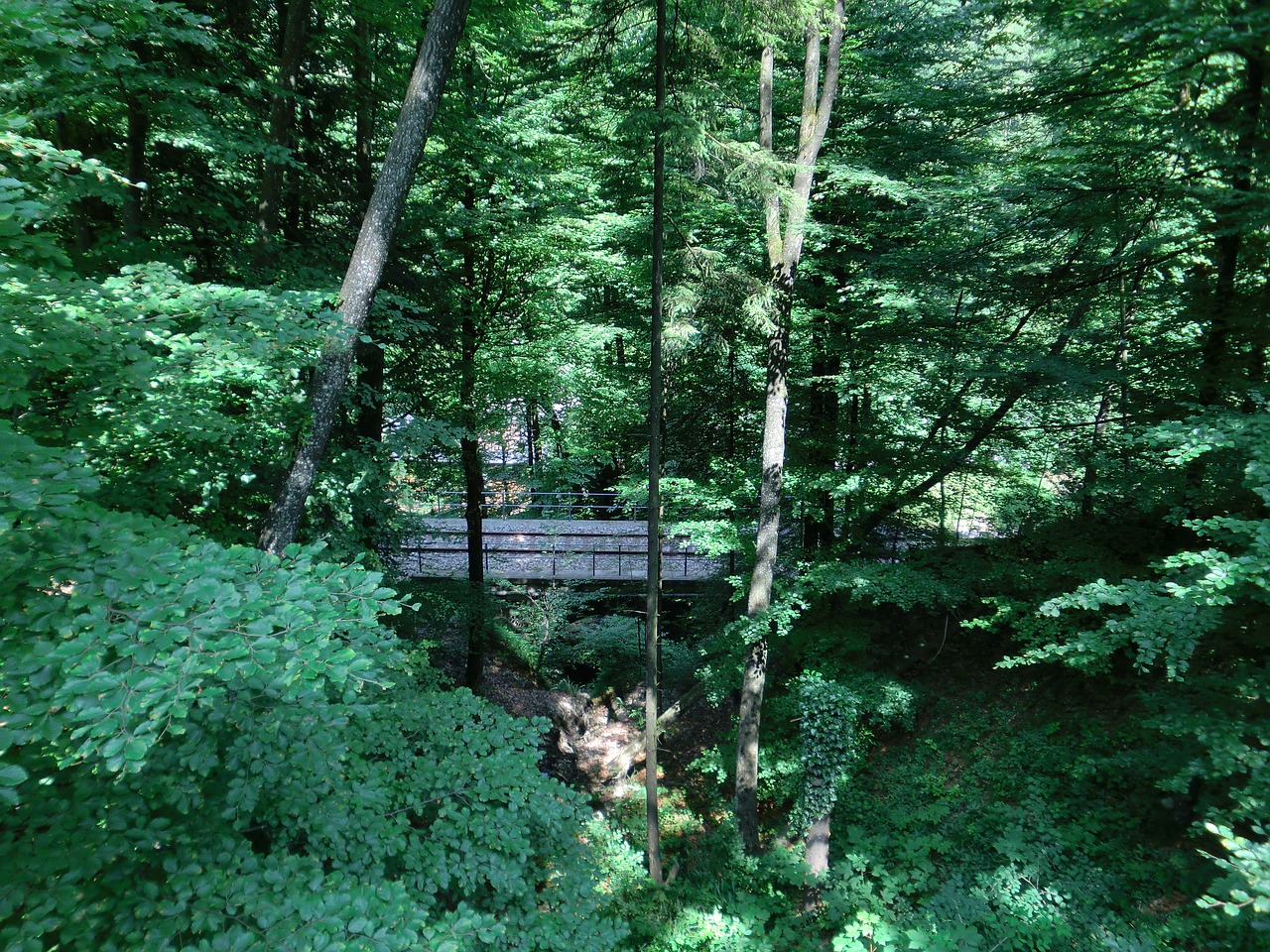 forest bridge nature free photo