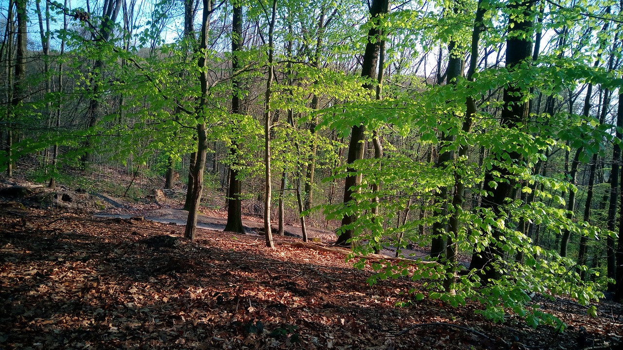 forest trees nature free photo