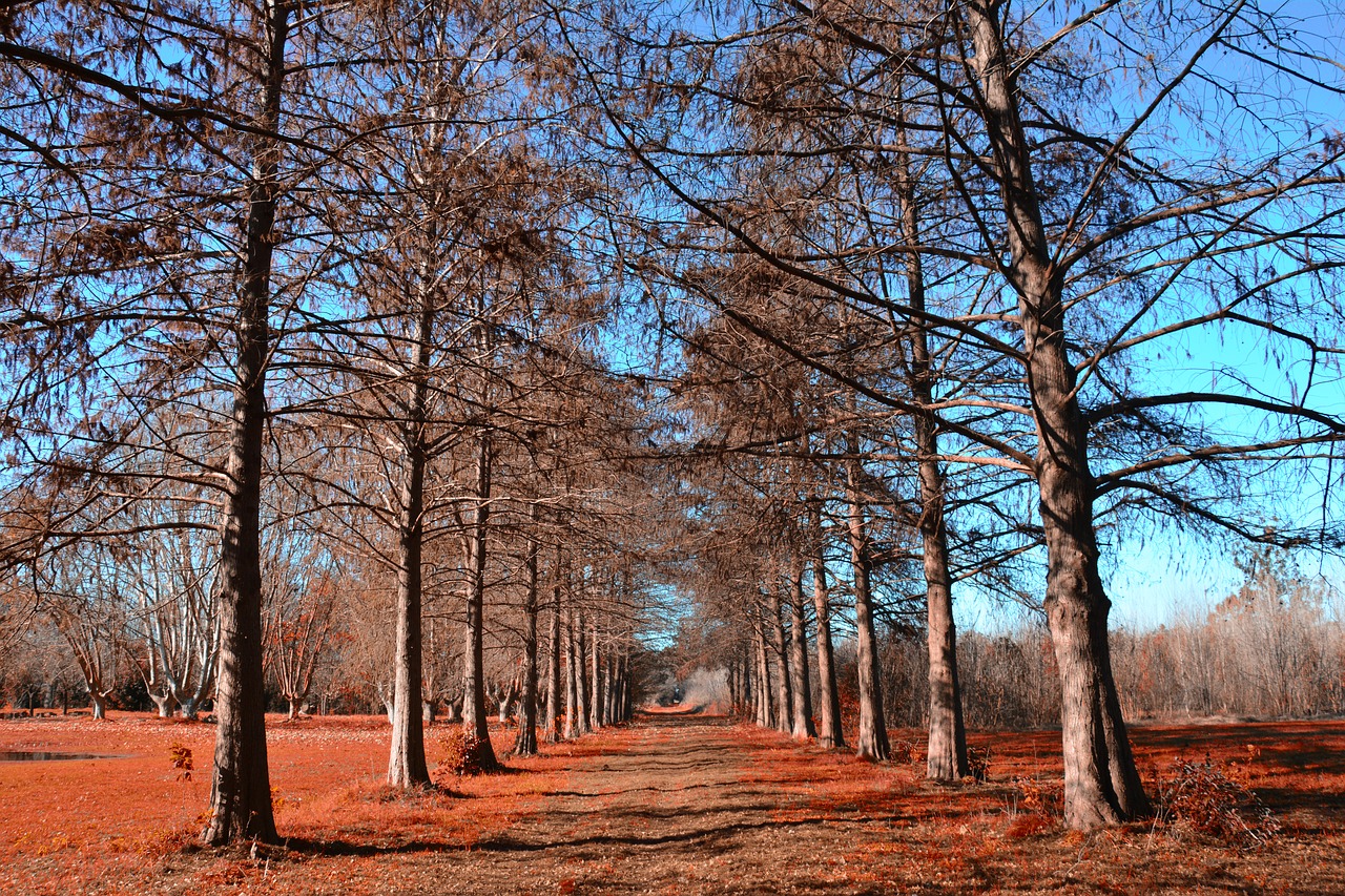 forest trees autumn free photo