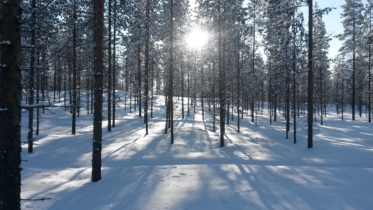 forest finland rest free photo