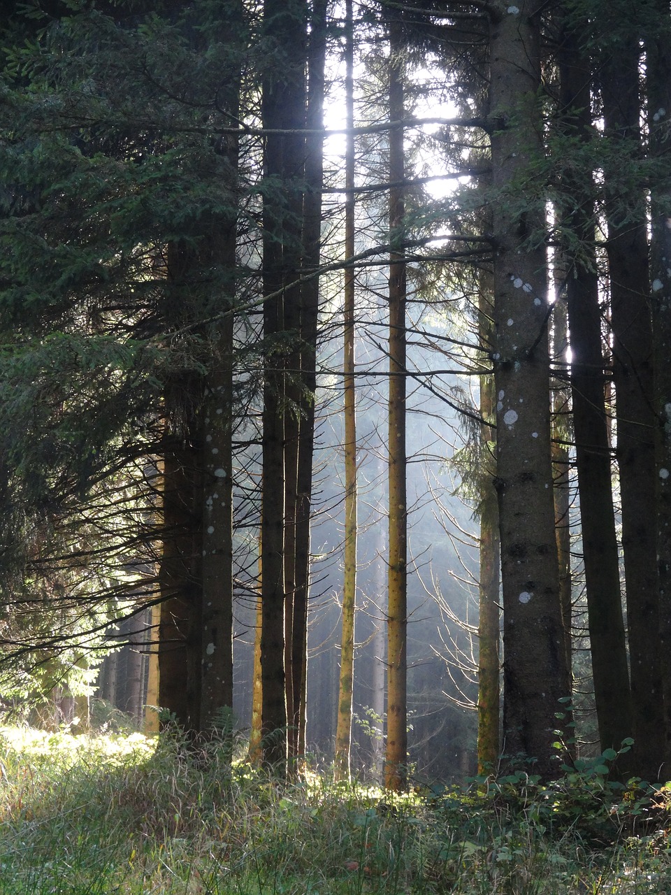 forest sunlight in forest forest atmosphere free photo