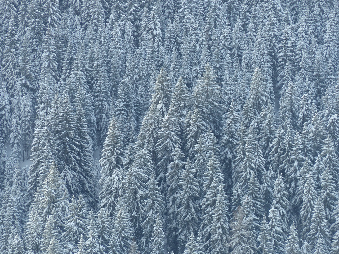 forest snow winter free photo