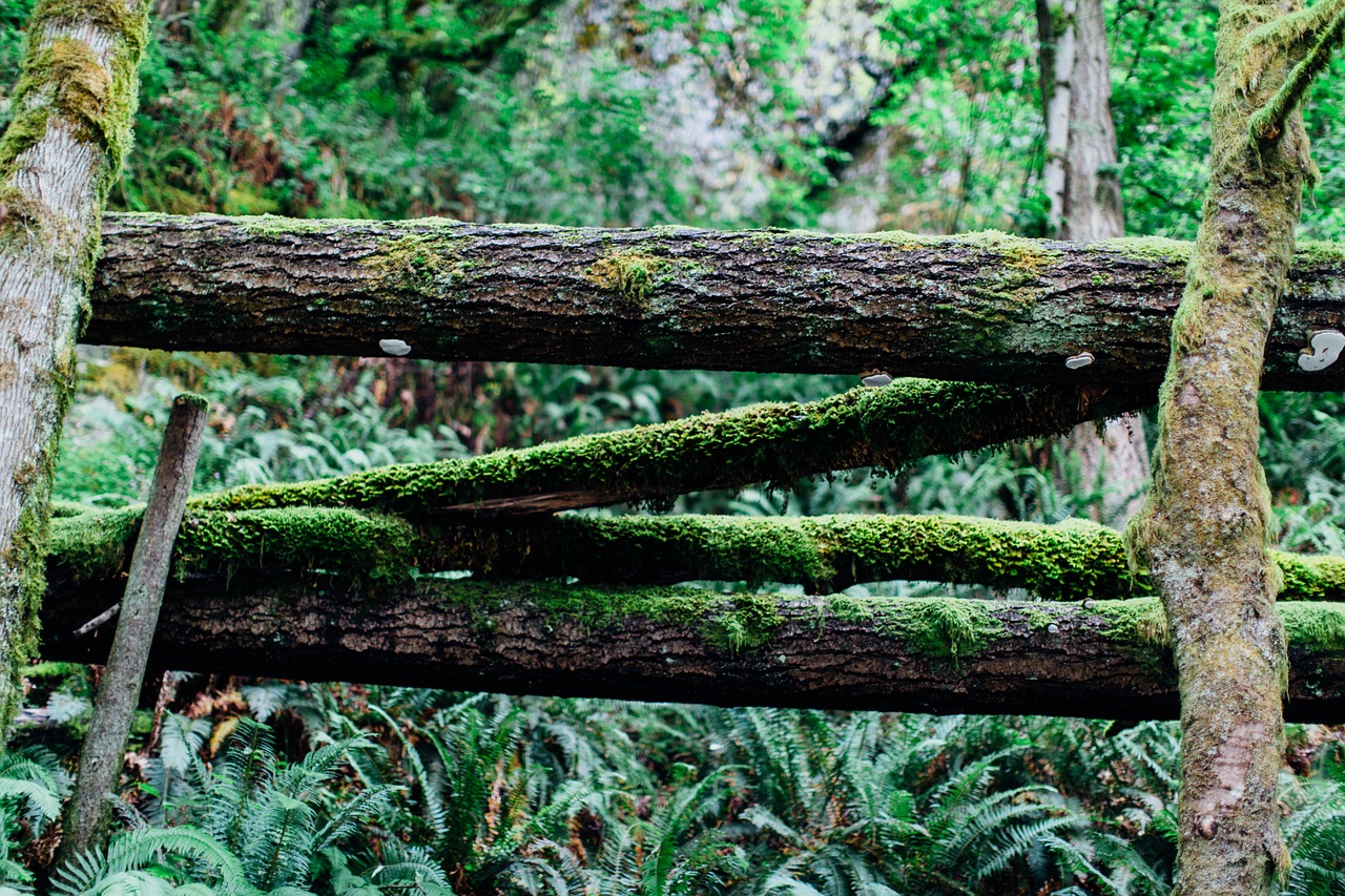 forest logs wood free photo