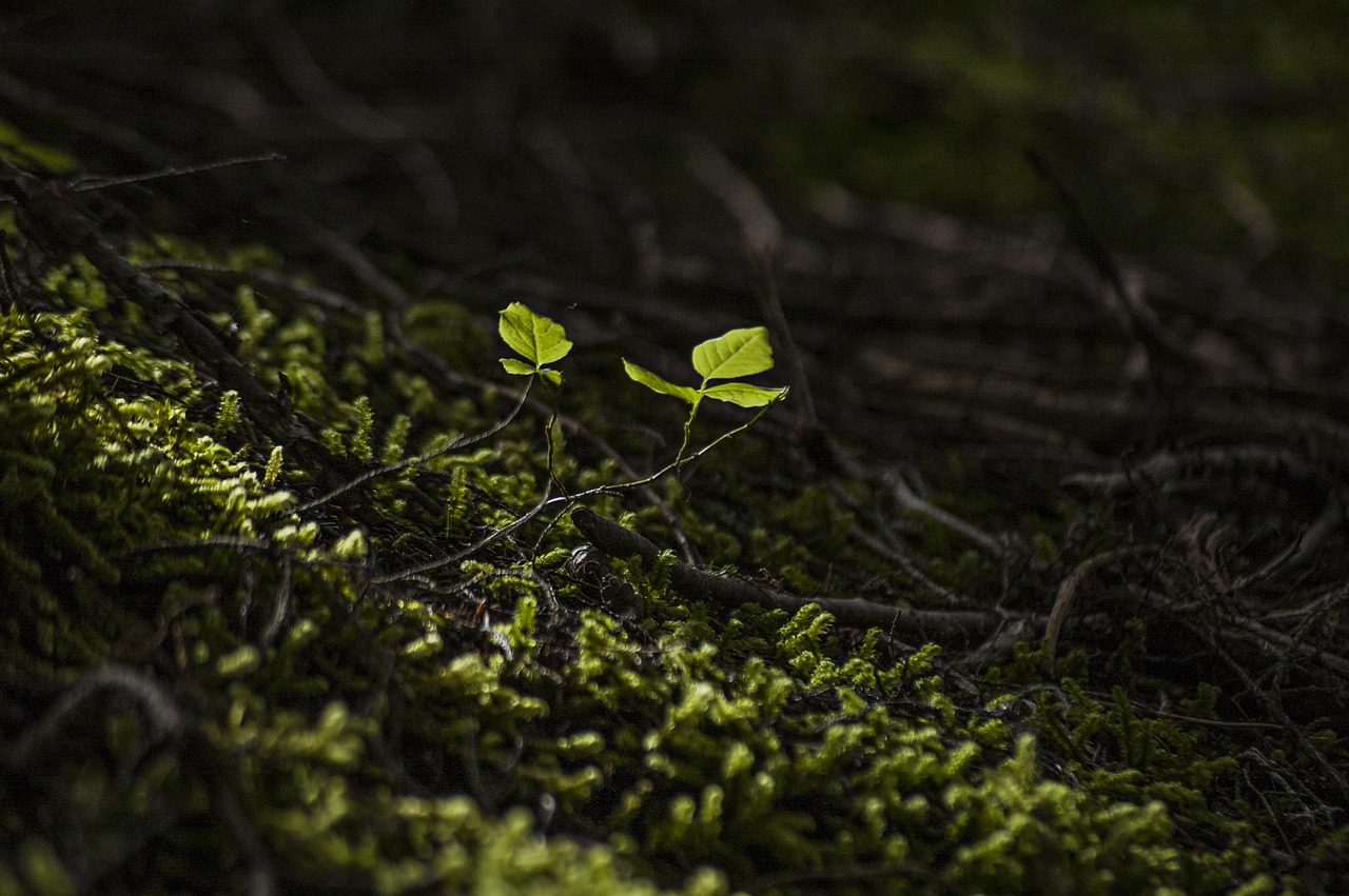 forest new leaf free photo