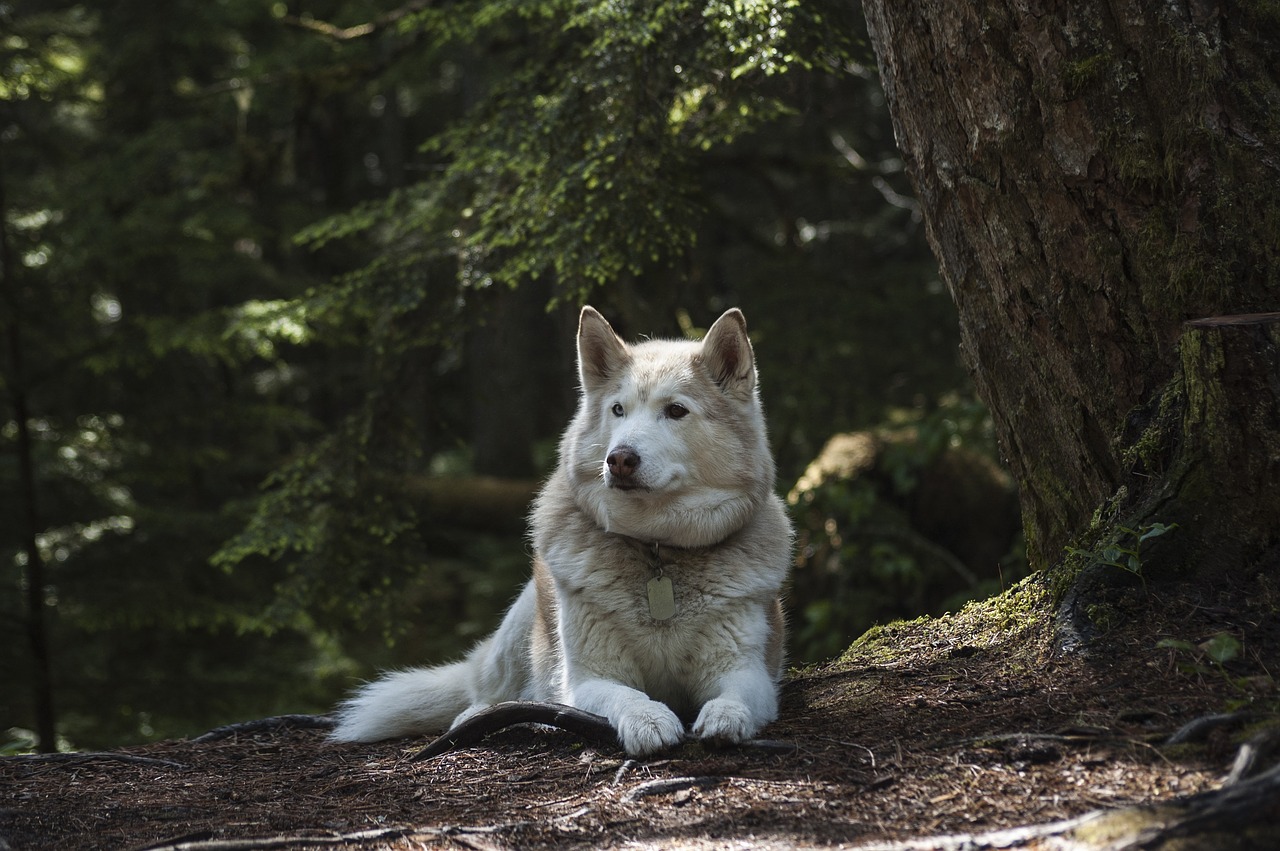 forest dog canine free photo