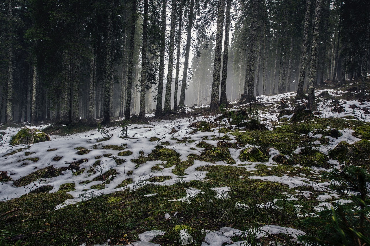 forest snow winter free photo