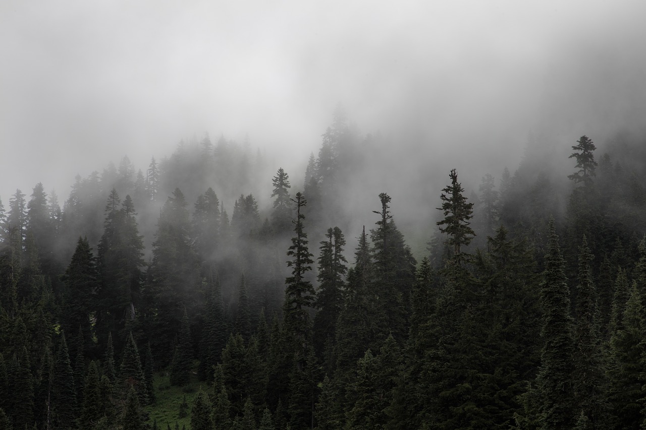 forest trees fog free photo