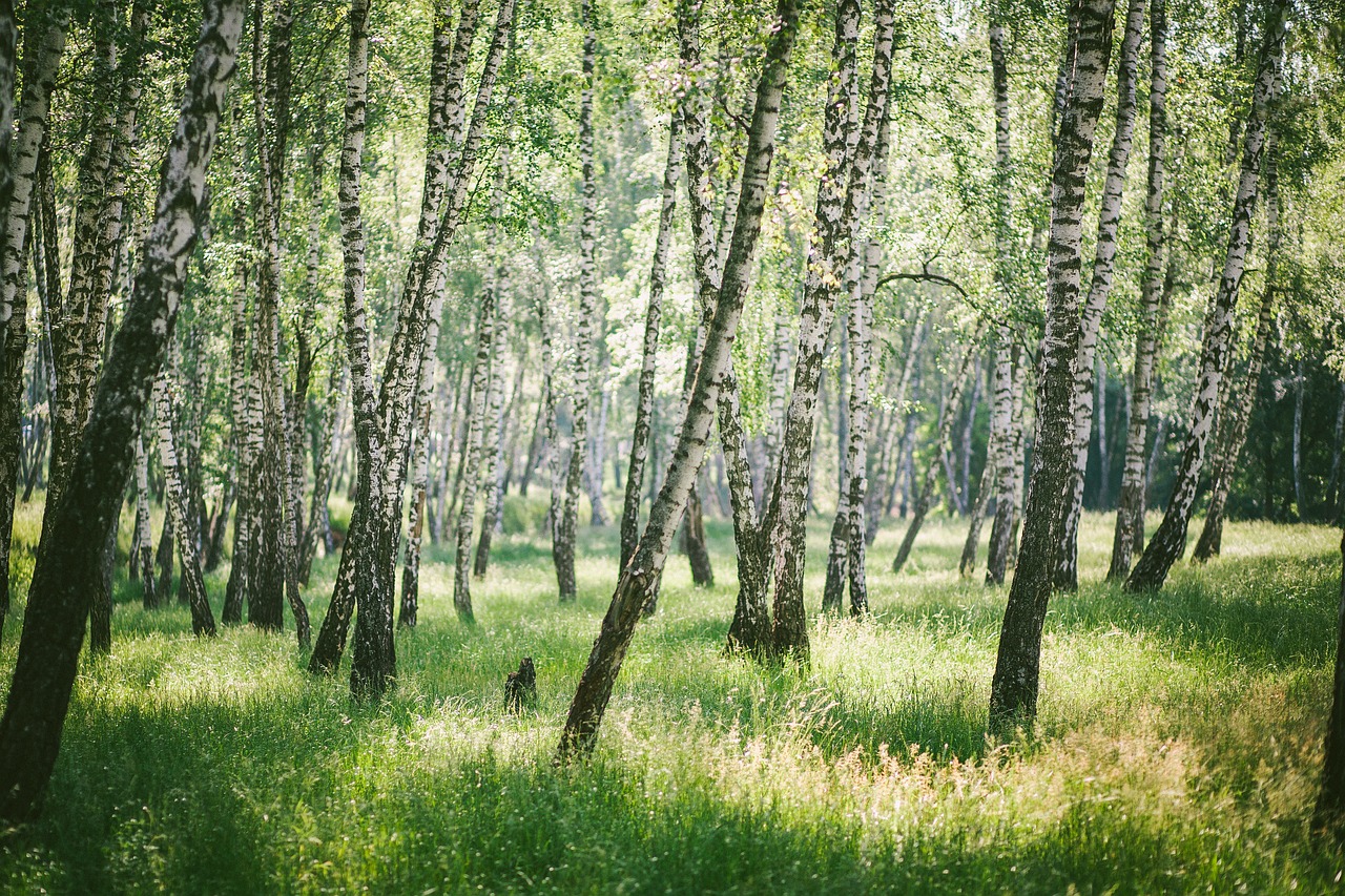 forest birch nature free photo
