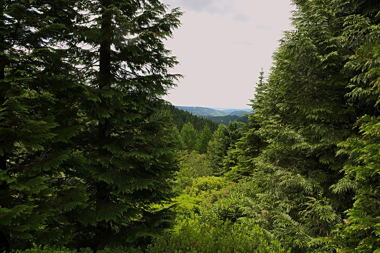 forest view distant view free photo