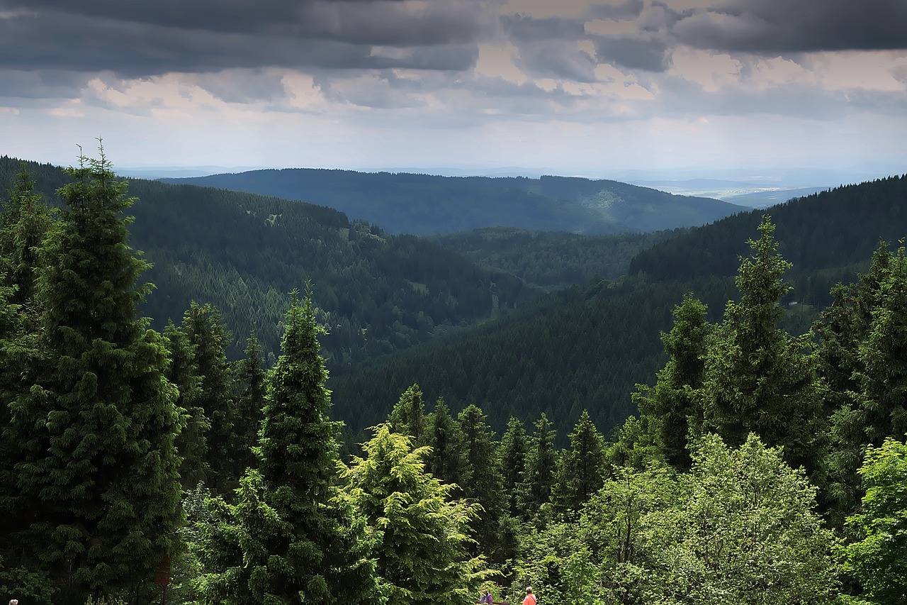 forest view distant view free photo