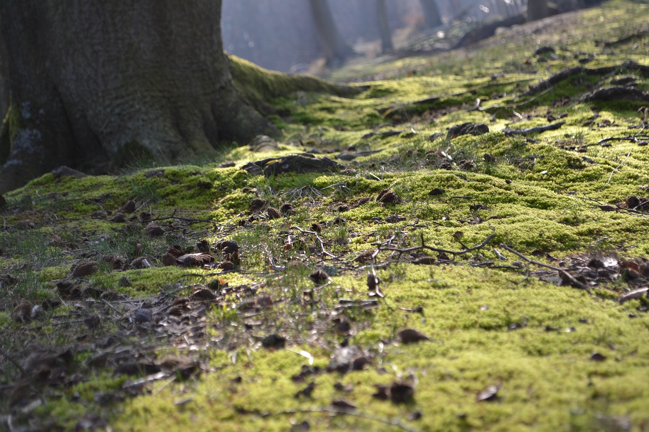 forest moss incidence of light free photo