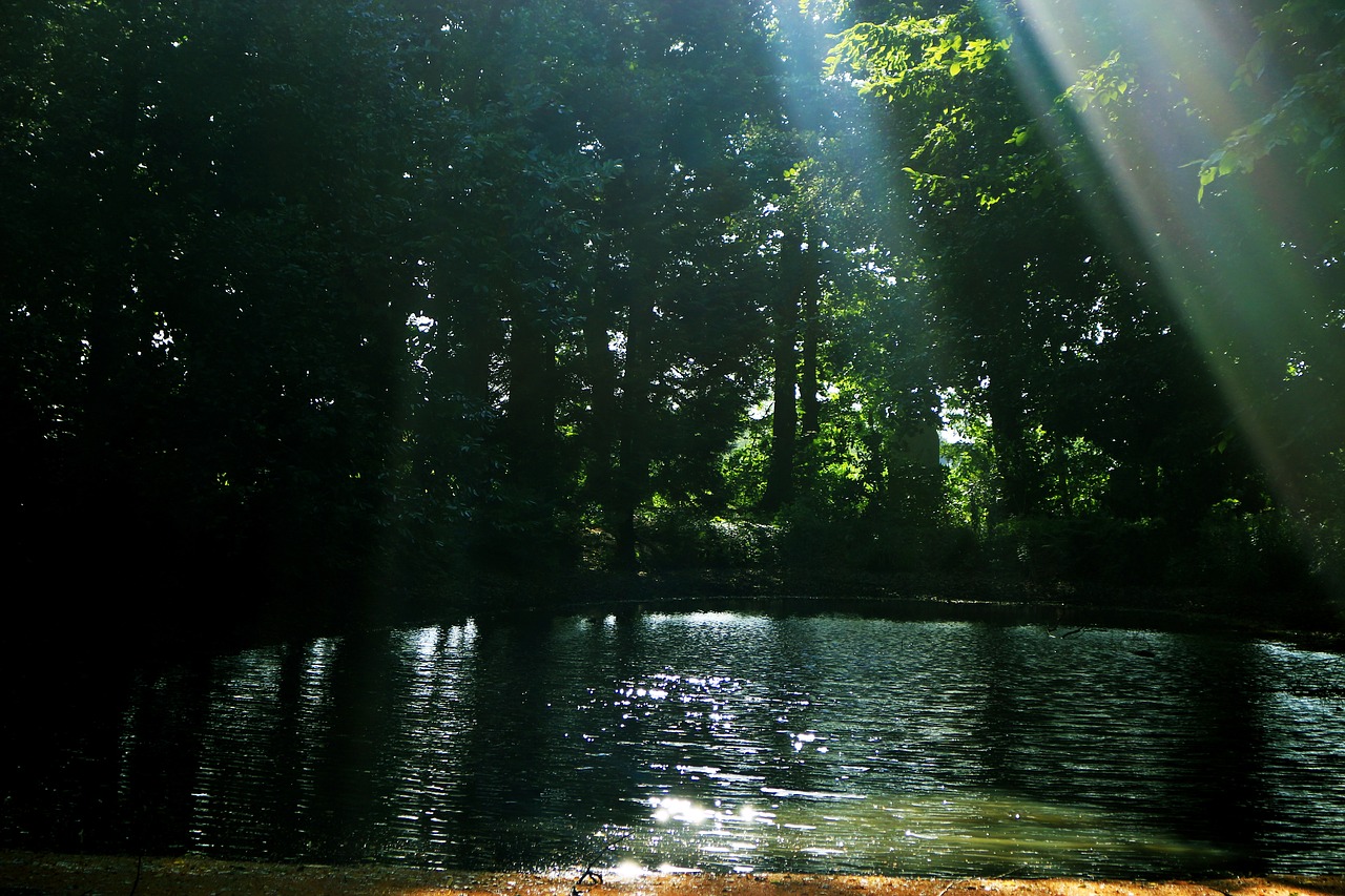 forest water rays free photo