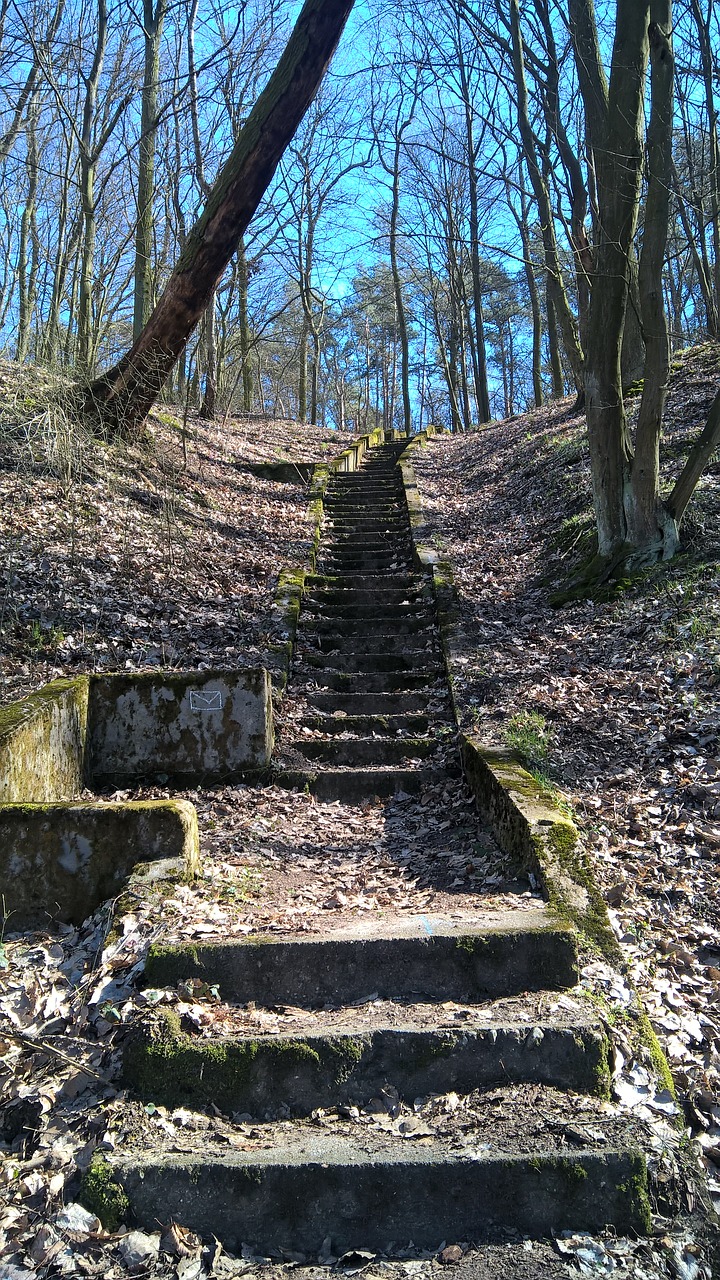 forest stairs old free photo