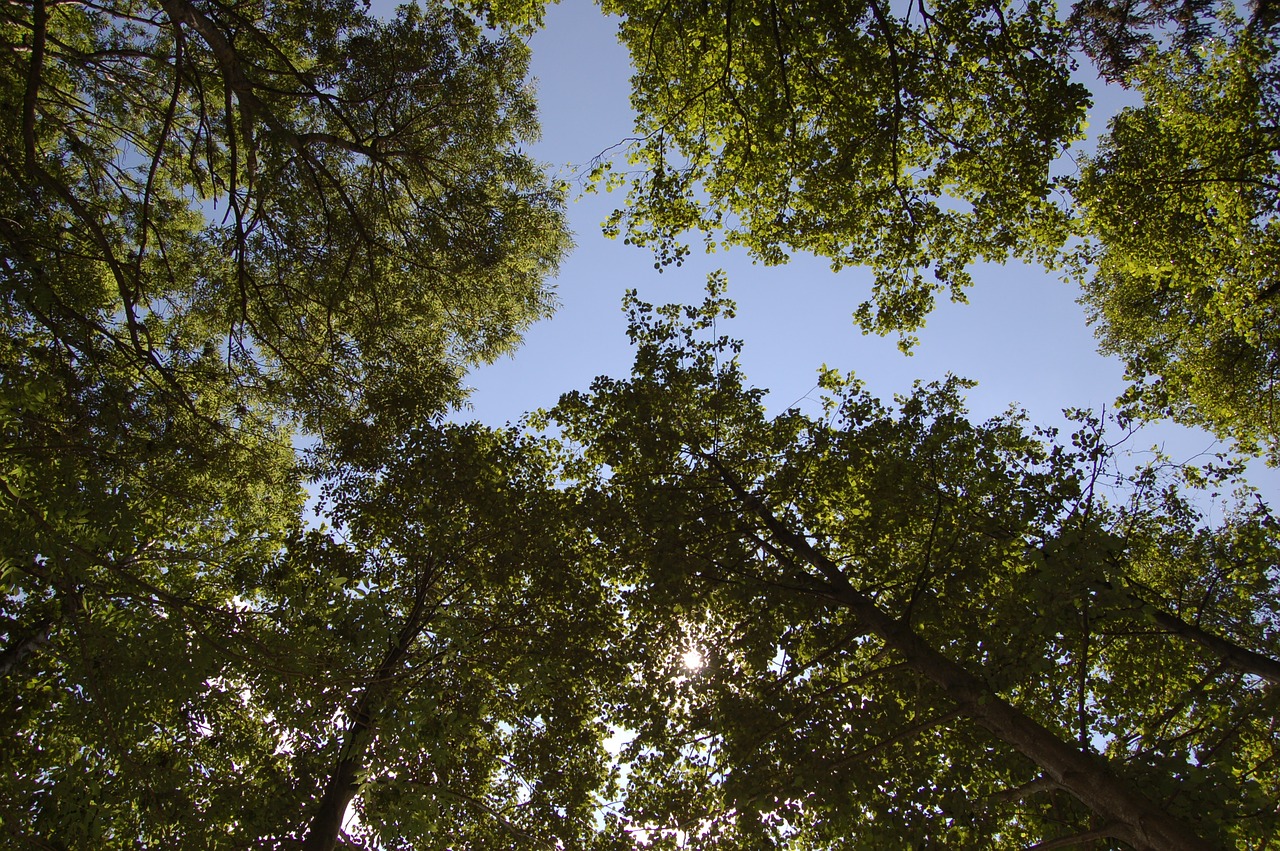 forest trees sunlight free photo