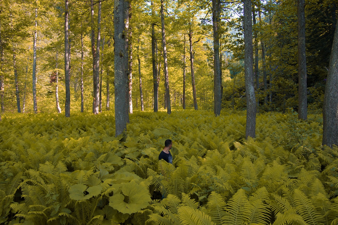 forest yellow fern free photo