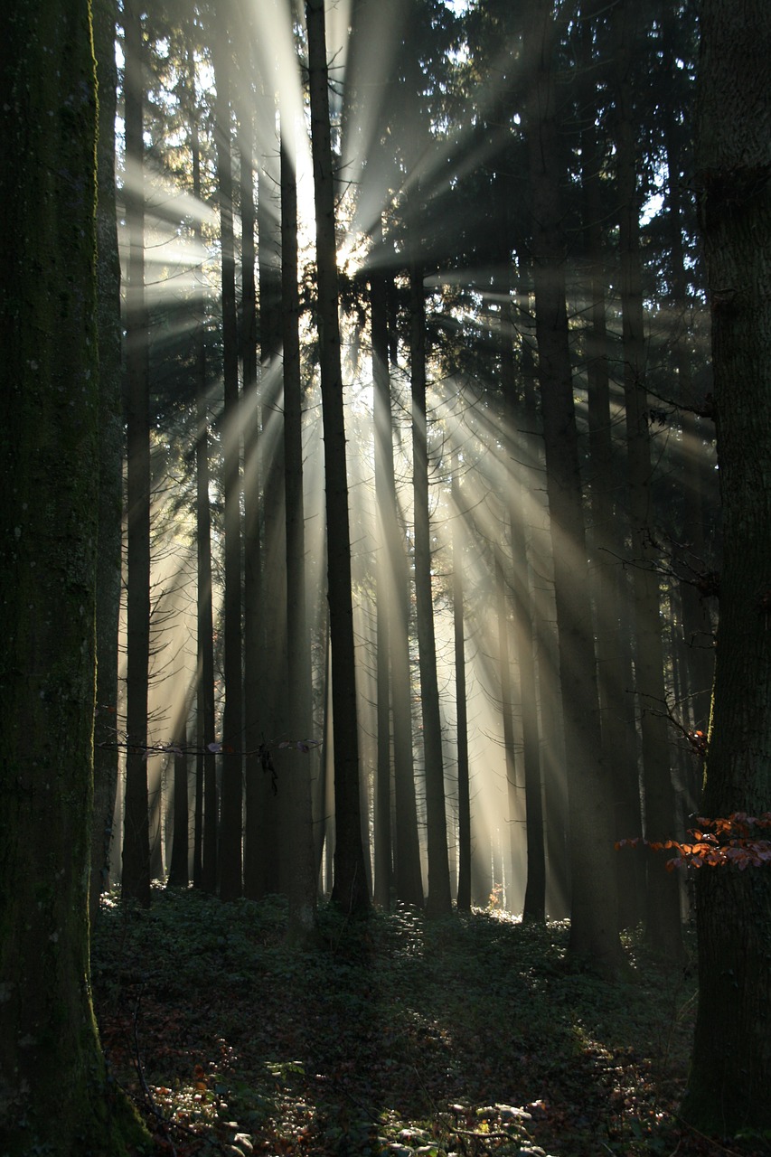 forest sunbeam fog free photo