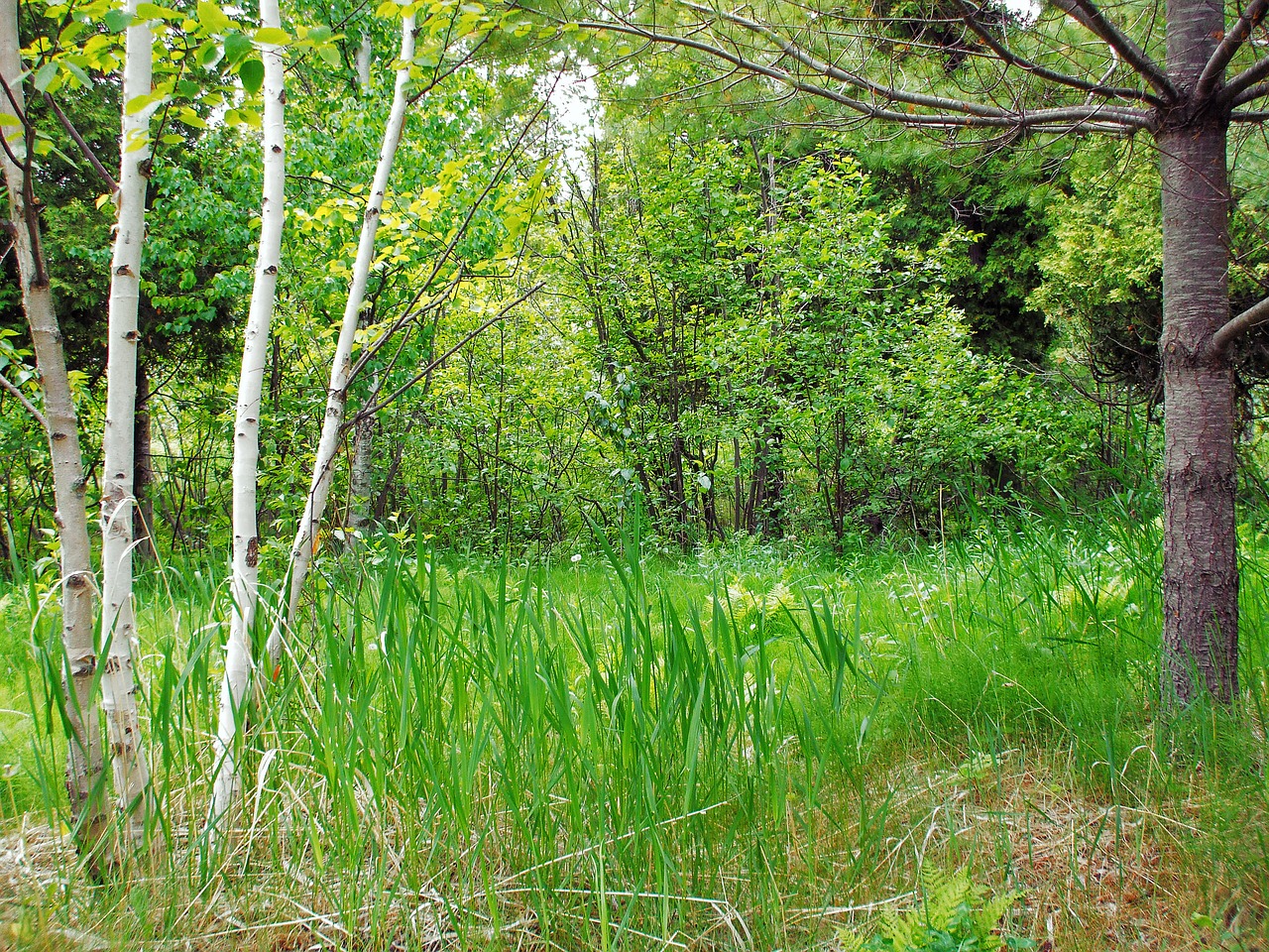 forest grass landscape free photo