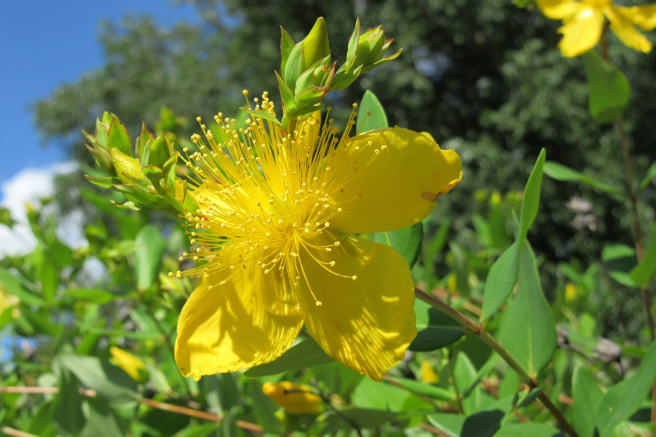 forest flower close free photo