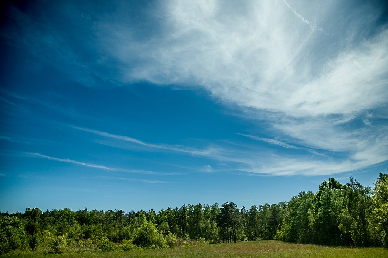 forest landscape sky free photo