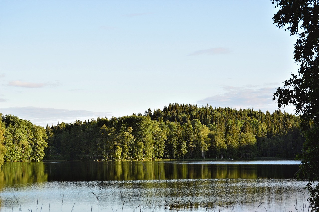 forest water lake free photo