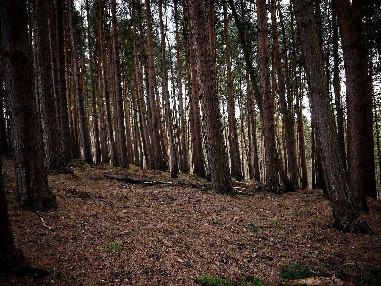 forest trees ground free photo