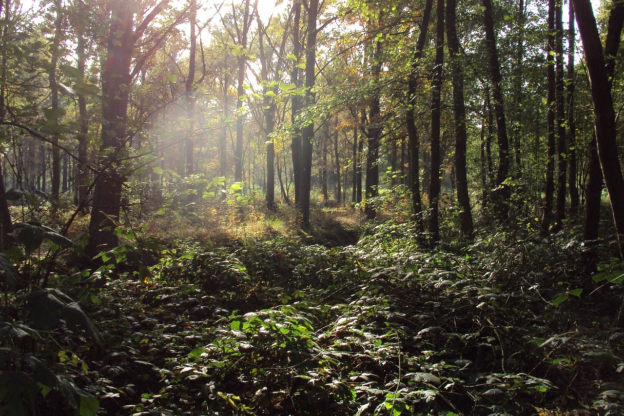 forest nature trees free photo