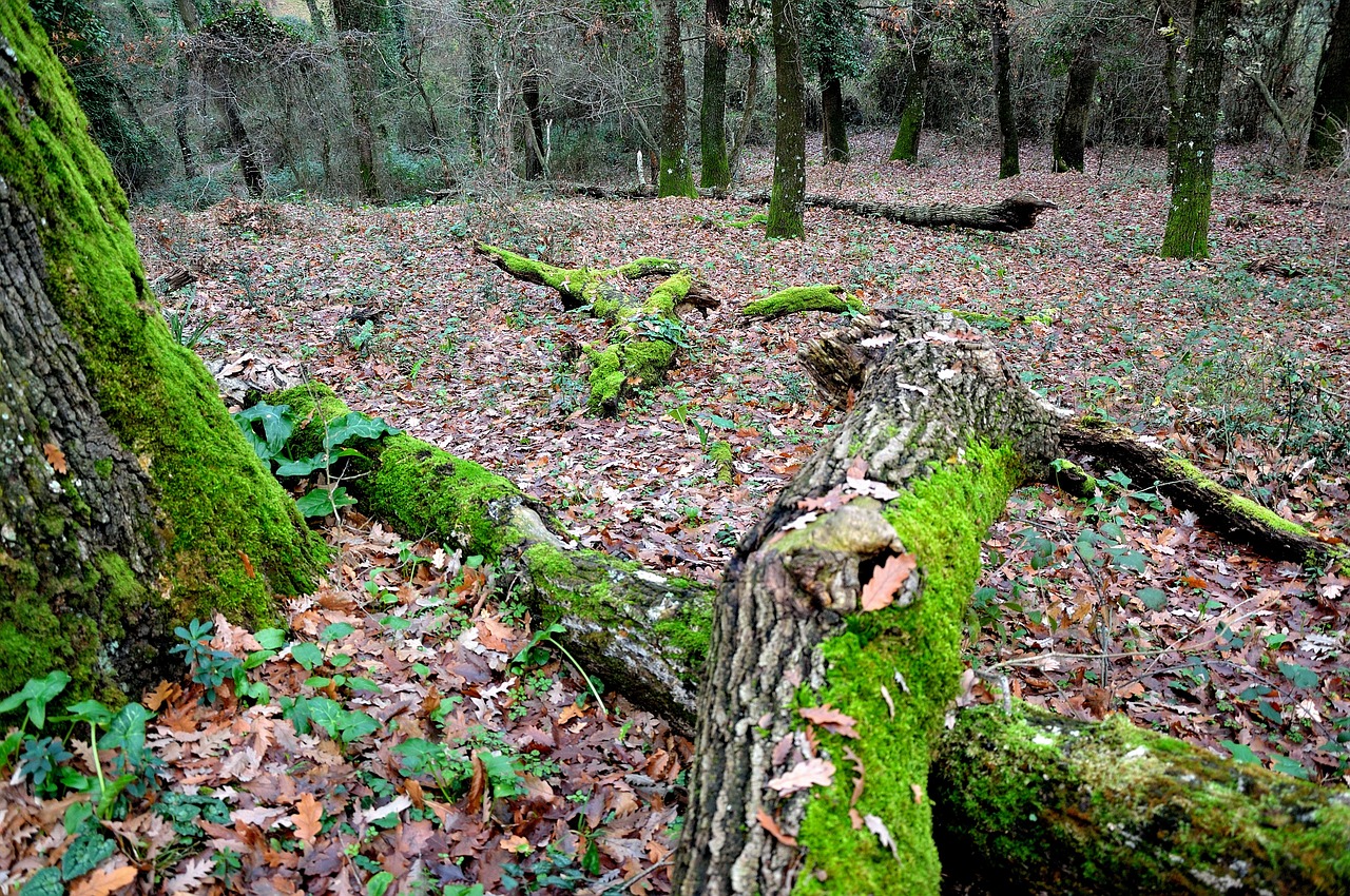 forest leaves trees free photo