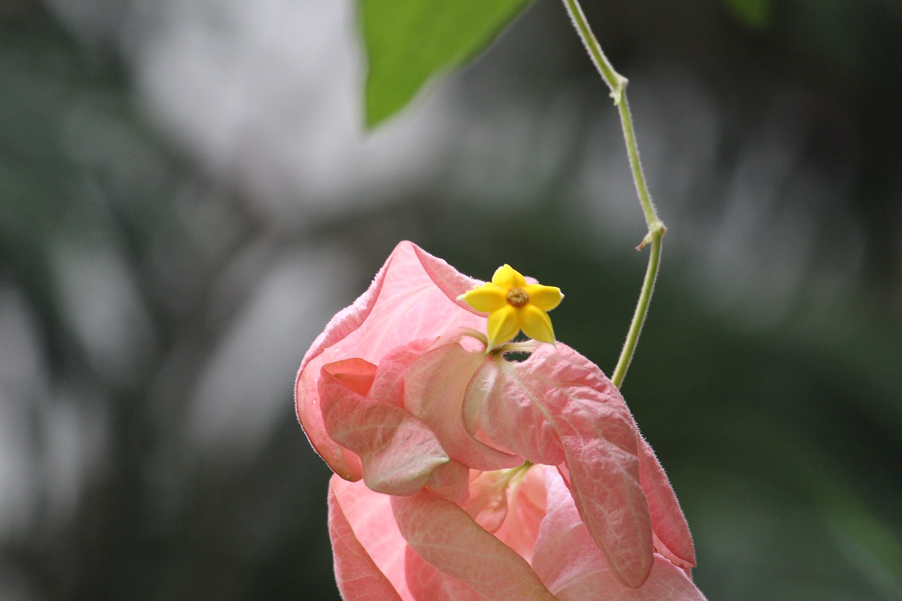 forest leaf flower free photo