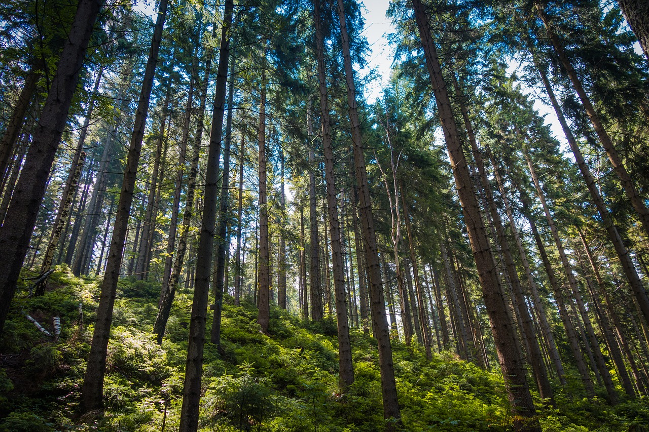 forest nature trees free photo