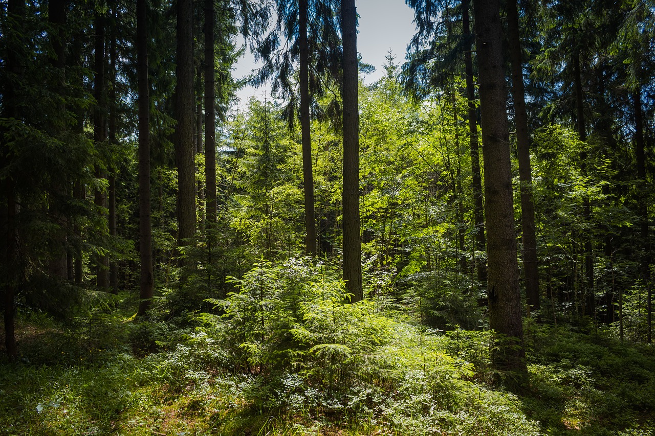 forest trees nature free photo