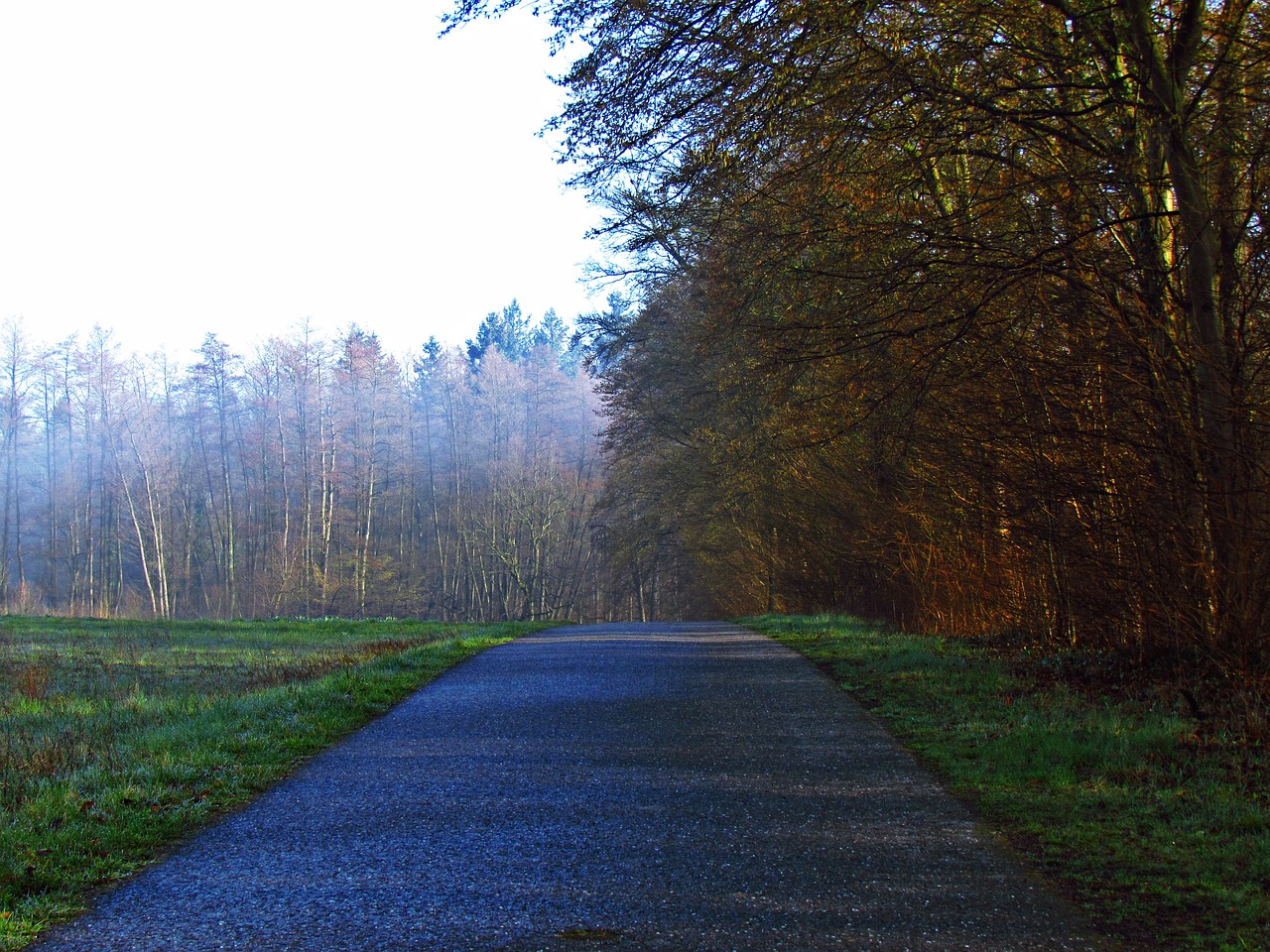 forest meadow nature free photo