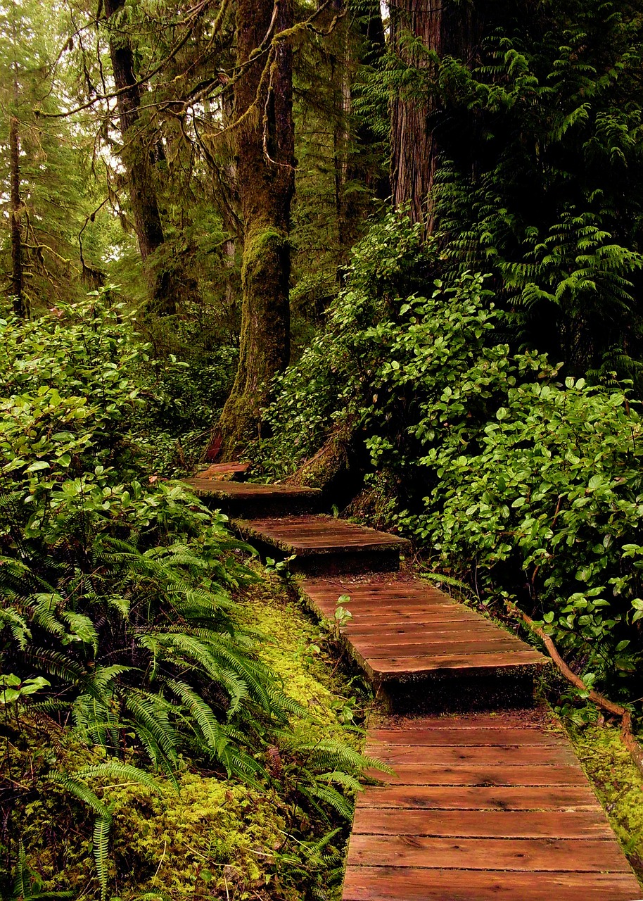 forest path wood free photo