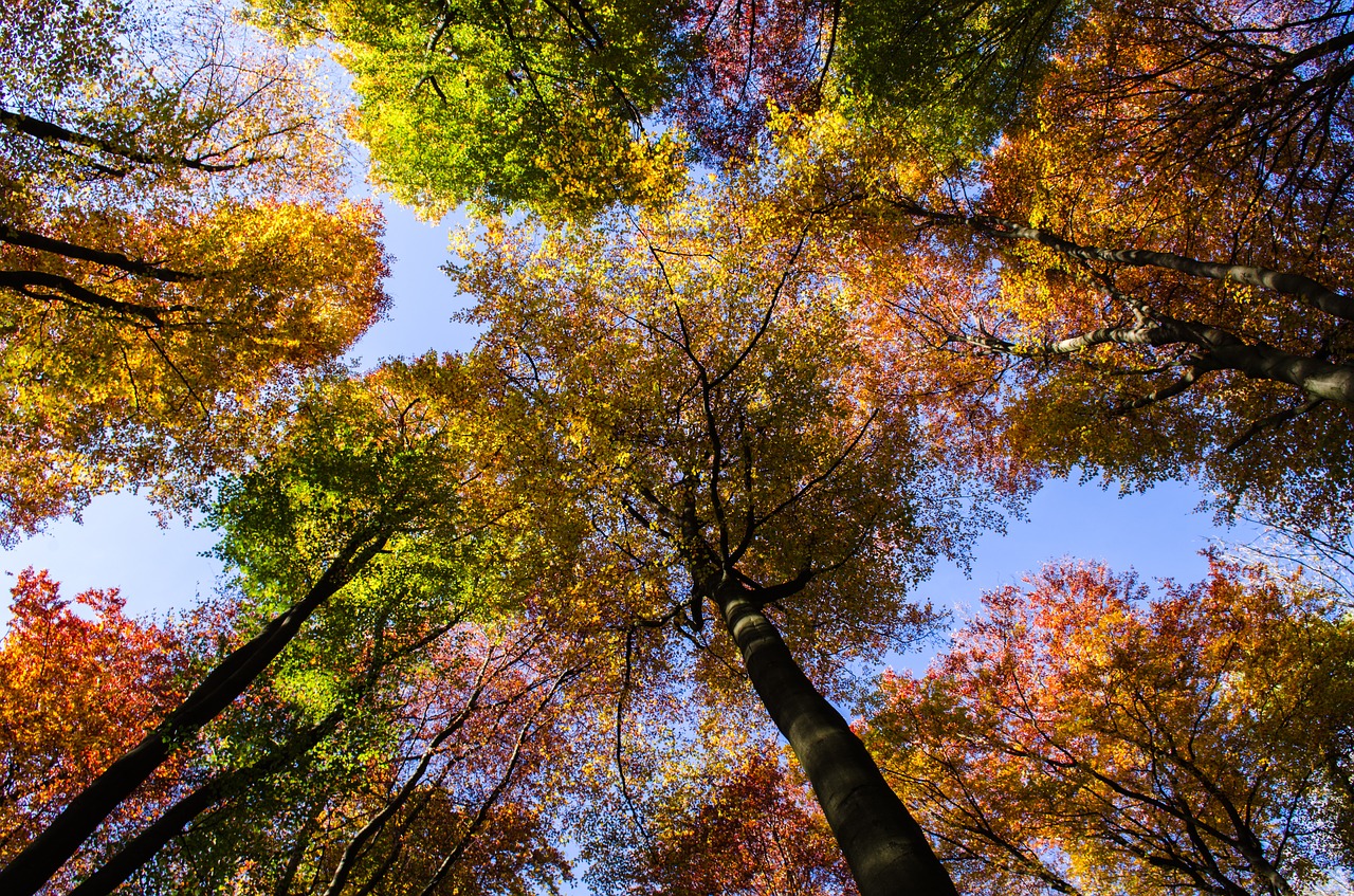 forest autumn sky free photo