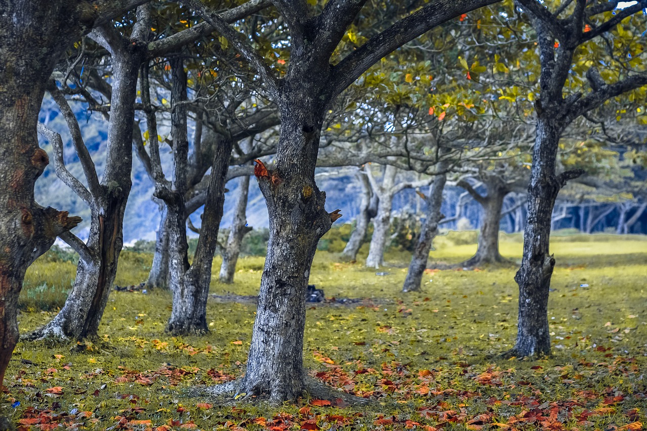 forest trees mato free photo