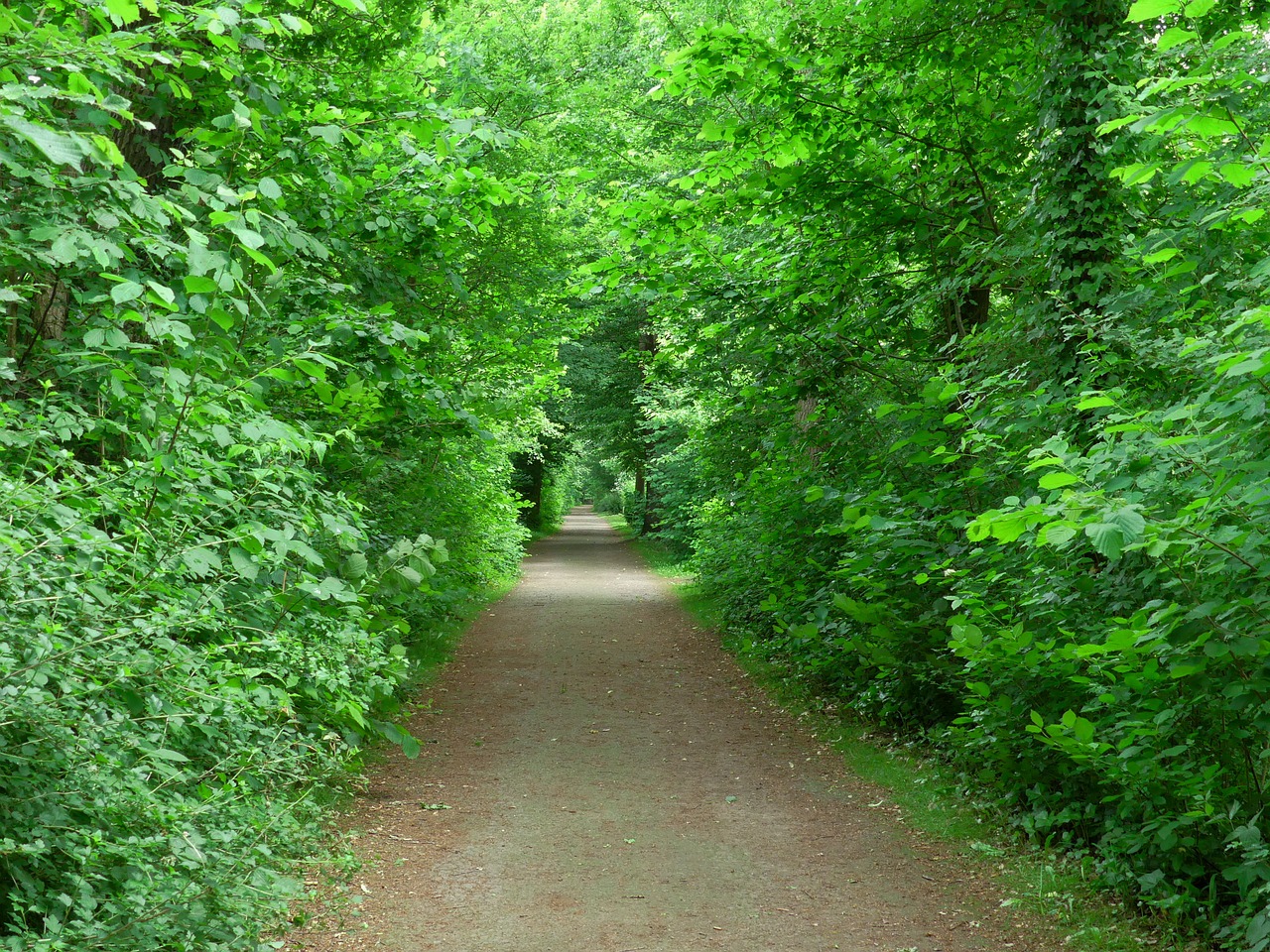 forest away forest path free photo
