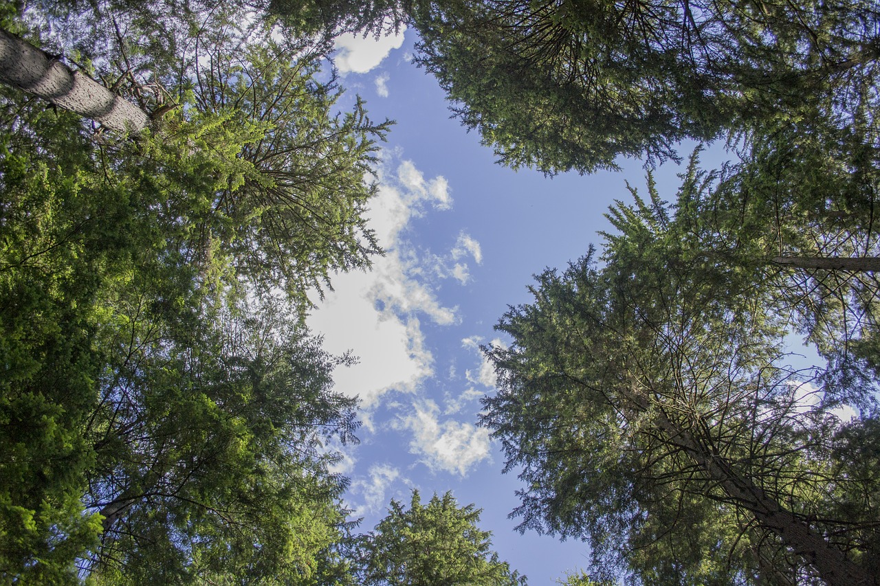 forest canopy path free photo